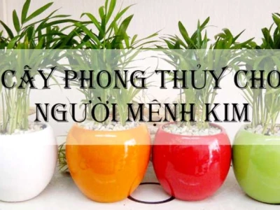 Cây Phong Thủy Hợp Mệnh Kim: Lựa Chọn Mang Tài Lộc 2026