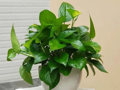 Cây Phong Thủy Trong Nhà: Ý Nghĩa, Cách Chọn và Bài Trí