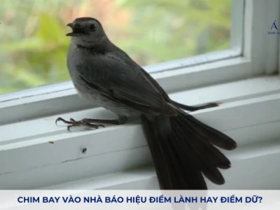 Chim Bay Vào Nhà Là Điềm Báo Gì? Giải Mã Toàn Diện Theo Phong Thủy