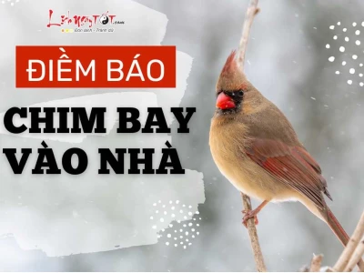 Chim Đậu Vào Người La Điềm Gì: Giải Mã Ý Nghĩa Tâm Linh