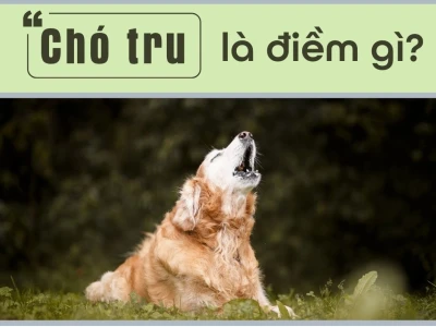Chó Tru Là Điềm Báo Gì? Giải Mã Tín Hiệu Tâm Linh và Khoa Học