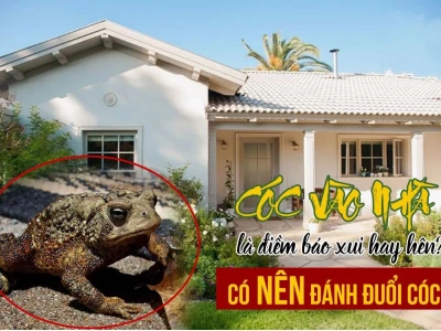 Cóc vào nhà là điềm báo gì? Giải mã ý nghĩa phong thủy và khoa học