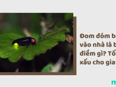 Đom đóm vào nhà là điềm gì? Giải mã ý nghĩa và những điều cần biết