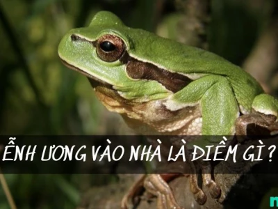 Ễnh ương vào nhà là điềm gì? Giải mã ý nghĩa phong thủy và dân gian