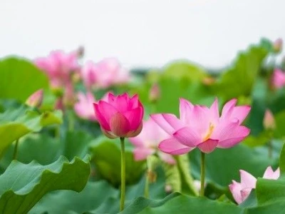 Hoa sen Phật giáo: Biểu tượng tinh thần và vẻ đẹp thiêng liêng