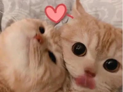 Khám phá 100+ ảnh meme hôn nhau siêu dễ thương, lan tỏa yêu thương