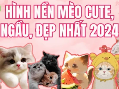 Khám phá 221+ Avatar Mèo Siêu Đáng Yêu Cho Người Yêu Động Vật