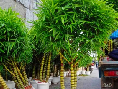 Khám Phá Cây Trúc Quan Âm: Ý Nghĩa Phong Thủy và Cách Chăm Sóc Toàn Diện