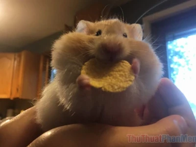 Khám Phá Thế Giới Meme Chuột Hamster Hài Hước và Đáng Yêu