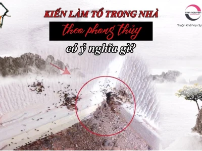 Kiến làm tổ trong nhà là điềm gì? Giải mã ý nghĩa phong thủy chi tiết