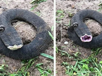 Meme con rắn: "Độc" nhưng cuốn, gây tranh cãi trên mạng xã hội