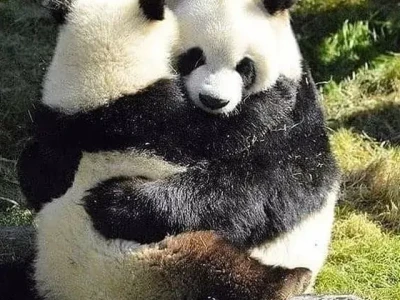 Meme Ôm Chân Biểu Cảm Níu Kéo Đáng Yêu Nhất 2026