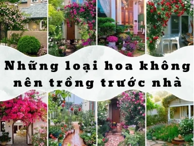 Phong thủy cây râm bụt: Nên hay không nên trồng trước nhà năm 2026?