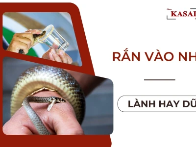 Rắn vào nhà là điềm báo gì theo phong thủy và dân gian?