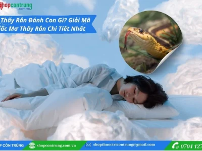 Rắn Vào Nhà Là Điềm Gì Giải Mã Chi Tiết Ý Nghĩa Theo Chuyên Gia