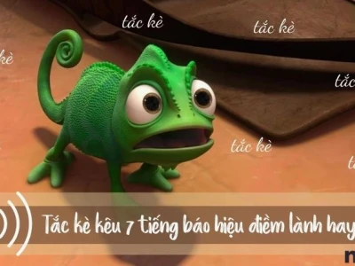 Tắc kè kêu 7 tiếng: Điềm báo gì và nên hiểu đúng ra sao?