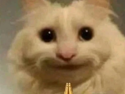 Tổng hợp meme mèo buồn cười và đáng yêu nhất 2026