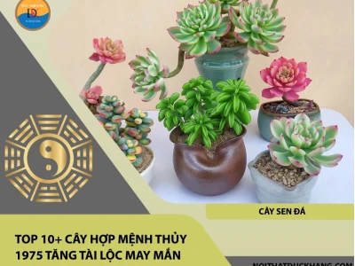 Tuổi Mão 1975 trồng cây gì hợp phong thủy năm 2026?