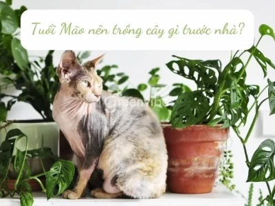 Tuổi Mão 1987 Trồng Cây Gì Hợp Phong Thủy 2026 Để Gia Tăng Tài Lộc