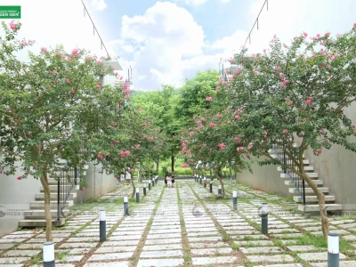 Ý Nghĩa Phong Thủy Của Cây Tường Vi Trong Gia Đình và Cuộc Sống
